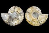 Agatized Ammonite Fossil - Madagascar #113067-1